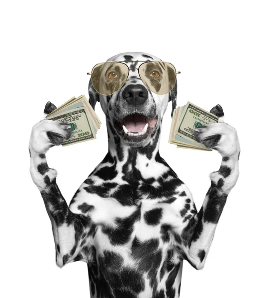 Dog in glasses holds in its paws a lot of money — Stock Photo, Image