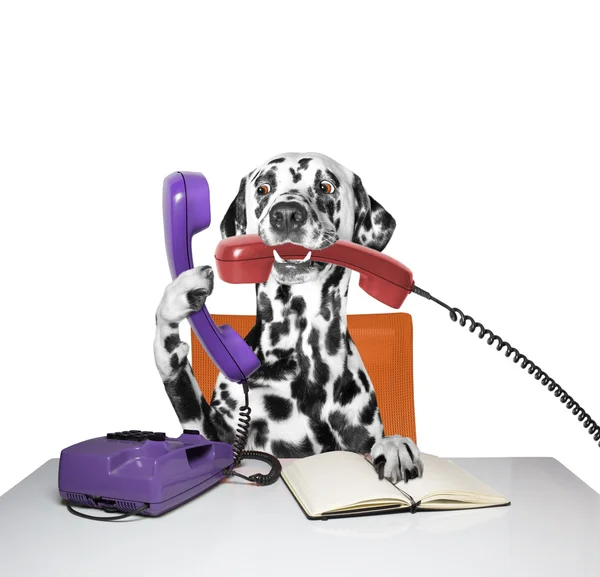 Perro está hablando por teléfono — Foto de Stock