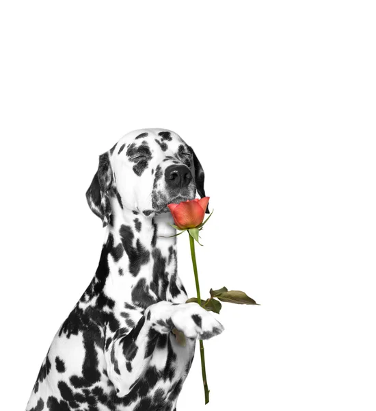 Perro presente una rosa y olfatea — Foto de Stock