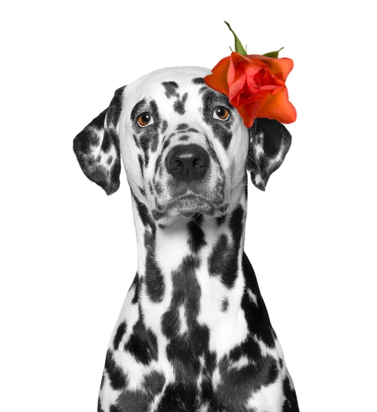Το κεφάλι του σκύλου διακοσμημένα με τριαντάφυλλο — Φωτογραφία Αρχείου