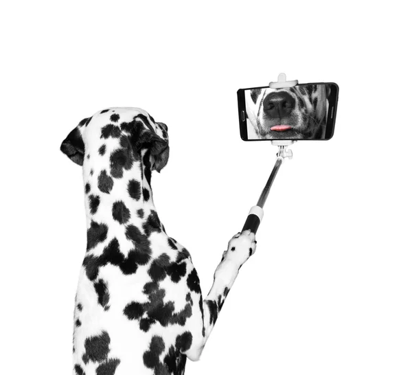 狗拍照手机和显示舌头上的自拍照 — 图库照片