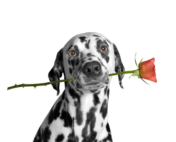 Cão segurando uma rosa em sua boca — Fotografia de Stock