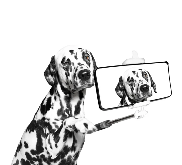 Hund fotografierte Selfie am Telefon — Stockfoto