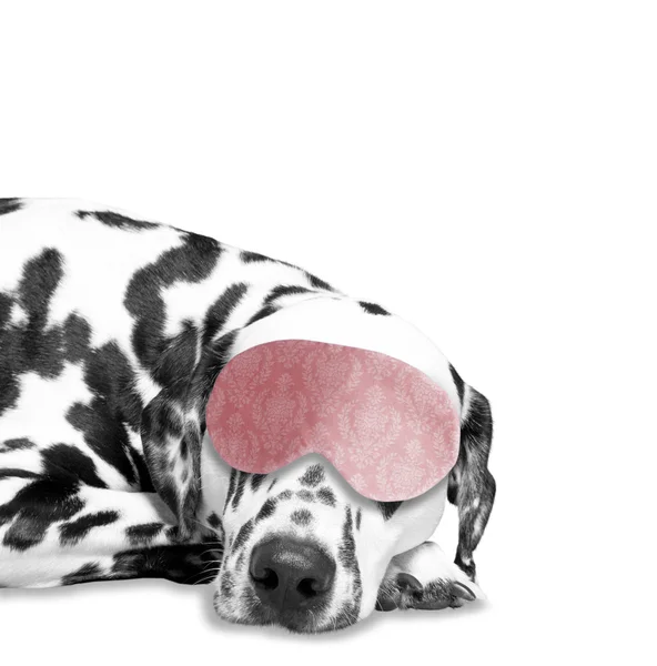 Dog sleeps. he is very tired — Stock Photo, Image