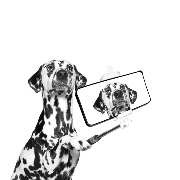 Dog photographed selfie on the phone — Stock Photo, Image
