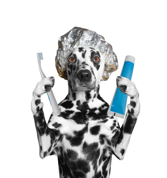 Dog is going to clean the teeth after showering — Stock Photo, Image