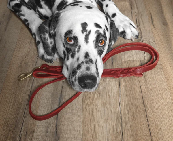 Cão quer andar e esperar perto da trela — Fotografia de Stock