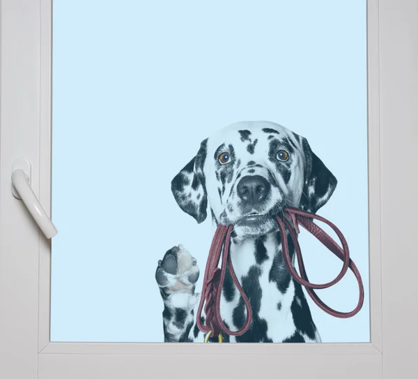 Dalmatian is holding the leash in its mouth looking through the — Stock Photo, Image