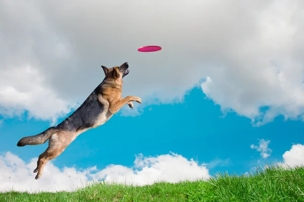 Cão vai jogar disco no céu — Fotografia de Stock