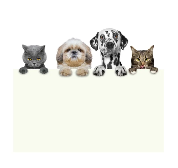 Dogs and cats holding a frame in their paws — Stock Photo, Image