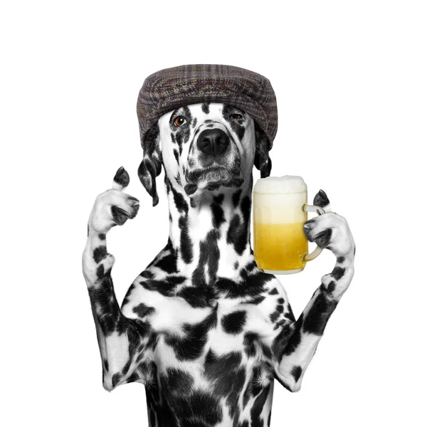 Собака пьет пиво — стоковое фото