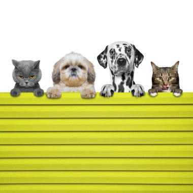 köpek ve kedi tellerin arkasından bak 