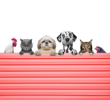 Köpekler, kediler, tavuk ve horoz tellerin arkasından bak 
