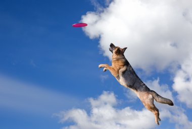 Köpek disk oynayacak