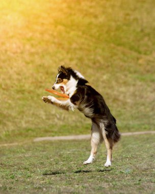 Köpek disk oynayacak