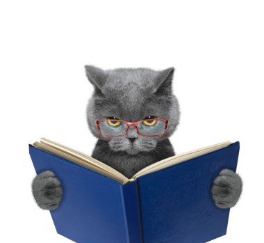 Kötü kedi bardaklarda bir kitap okuyor 