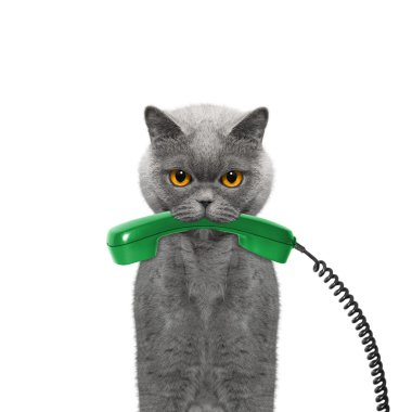 kedi telefon ağzında tutar.