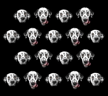 Desen siyah izole Dalmaçyalı köpeklerin