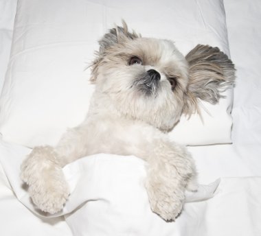 köpek yatağın yorganın altına bir yastık uyku