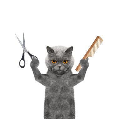 kedi damat makas ve tarak ile yapıyor 