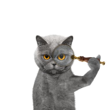 Kedi bir büyüteç loup seyir