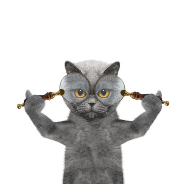 Cat looking through two magnifying glass magnifier