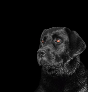 Portrait of a labrador dog on black background