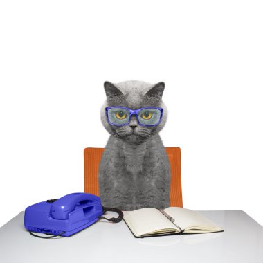 kedi bir telefon görüşmesi için bekliyor 