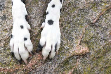 Köpek pençeleri üzerinde taş doku vardır