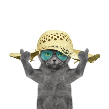 kedi-si olmak bir dinlenme yaz tatil