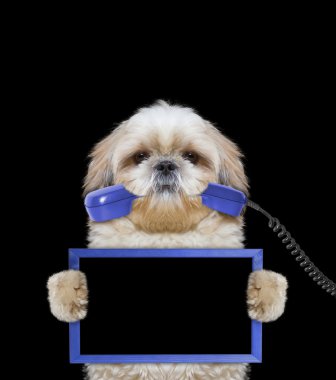 onun pençeleri ve telefon ağzında çerçeve köpek tutar 