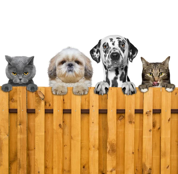 Perros y gatos miran a través de una valla — Foto de Stock