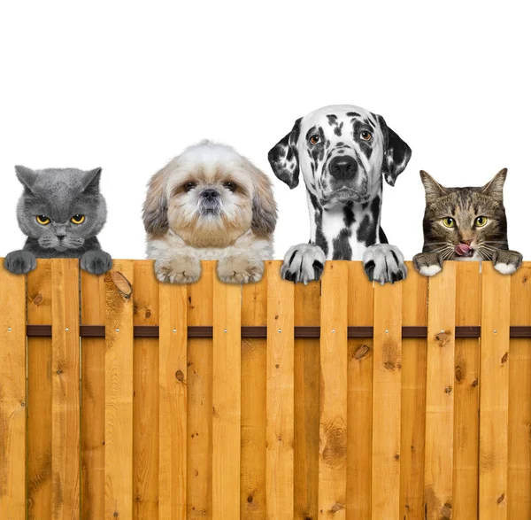 köpek ve kedi tellerin arkasından bak