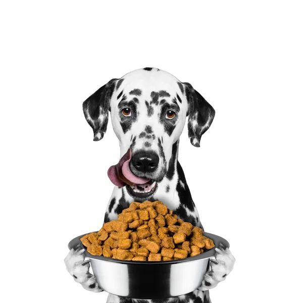Собака голодний і тримає їжу — стокове фото
