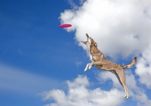 Cão vai pegar disco no céu azul — Fotografia de Stock