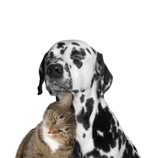 Amizade estreita entre um gato e um cão — Fotografia de Stock
