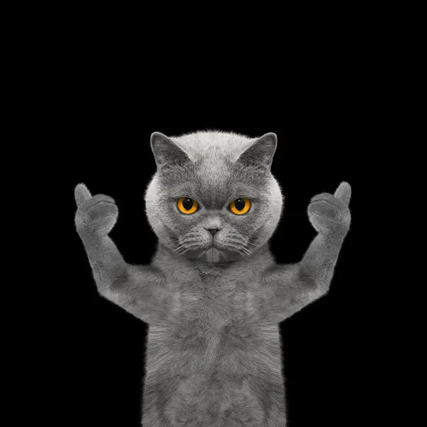 Gato mostrando el pulgar hacia arriba y da la bienvenida - - Aislar sobre fondo negro —  Fotos de Stock