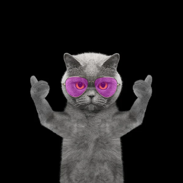 Cat with glasses showing thumb up and welcomes -- Isolate on bla — Stock Photo, Image