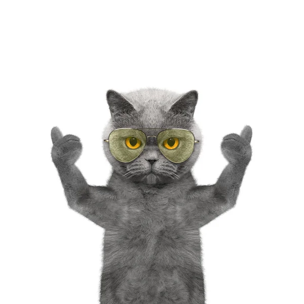 Cat in glasses showing thumb up and welcomes — 图库照片