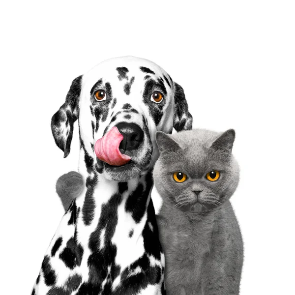 Amizade estreita entre um gato e um cão — Fotografia de Stock