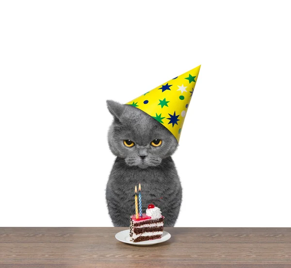 Çocuk oyuncağı ile kutluyor doğum günü İngiliz kedi