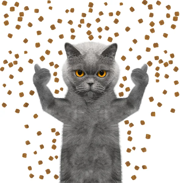 Cat catches the dry food falling from above — Φωτογραφία Αρχείου