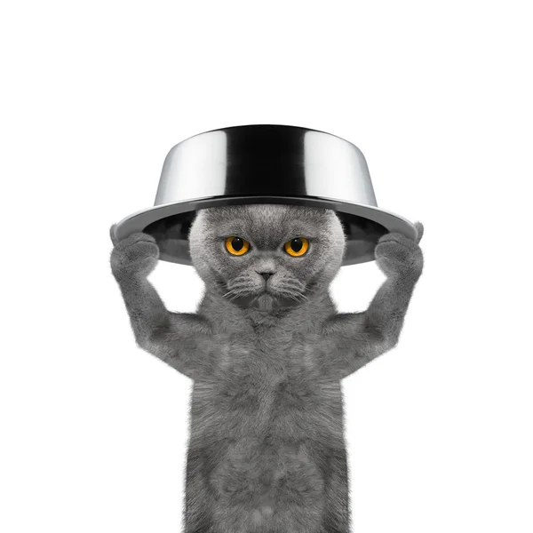 Katt med en skål på huvudet kommer att äta — Stockfoto