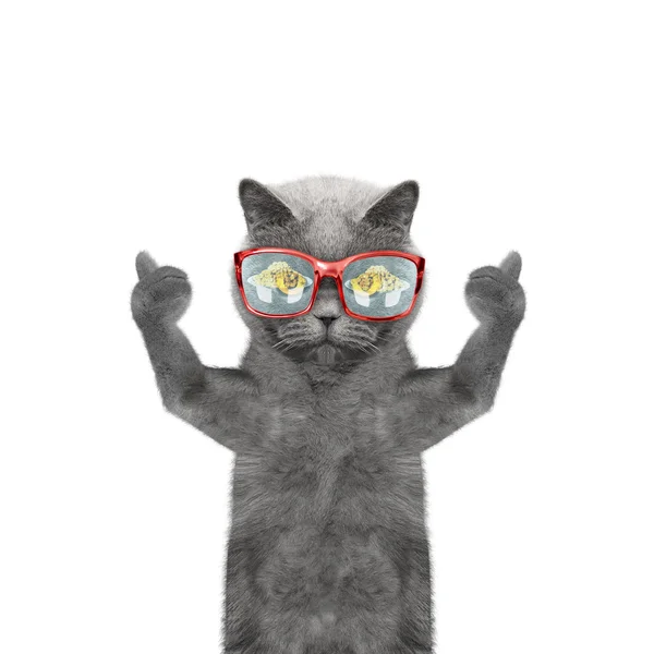 Gato está com fome e comida refletida em seus óculos — Fotografia de Stock