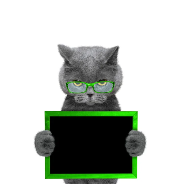 Macska-a zöld szemüveg keret tartja a paws — Stock Fotó