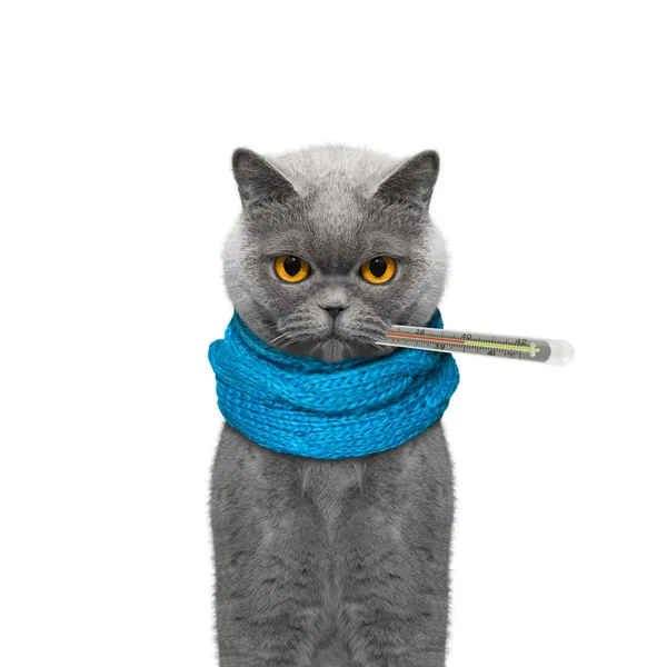 Cat is sick and measures the temperature — Stock Photo, Image