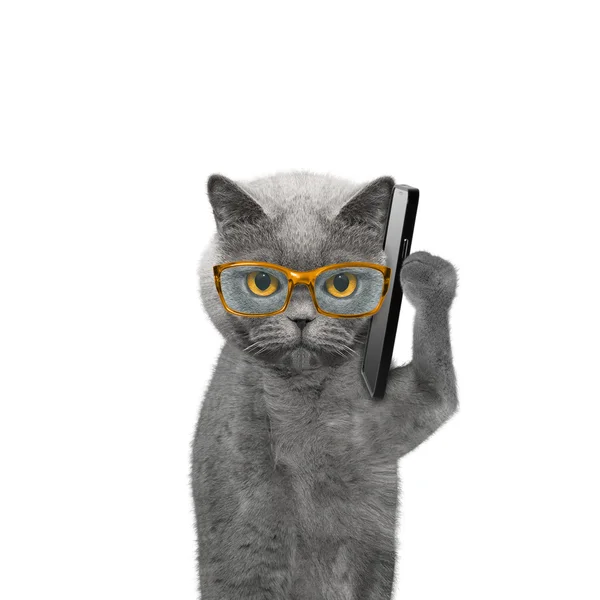 Cat in glasses is talking over the mobile — Stock Photo, Image