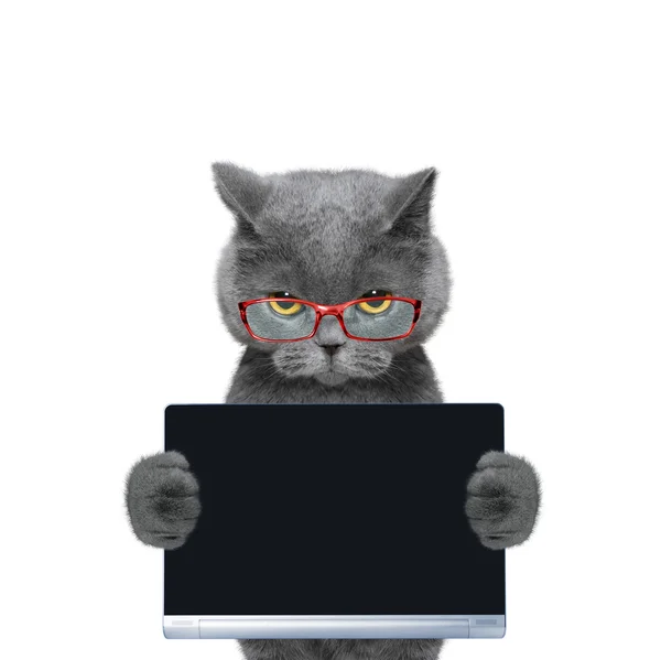 戴眼镜的猫拥有平板电脑或笔记本电脑 — 图库照片