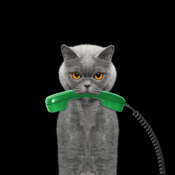 Kot posiada telefon w jego usta — Zdjęcie stockowe