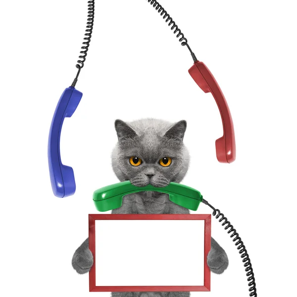 Kot trzyma ramki w swoje łapy i telefon w jego usta — Zdjęcie stockowe